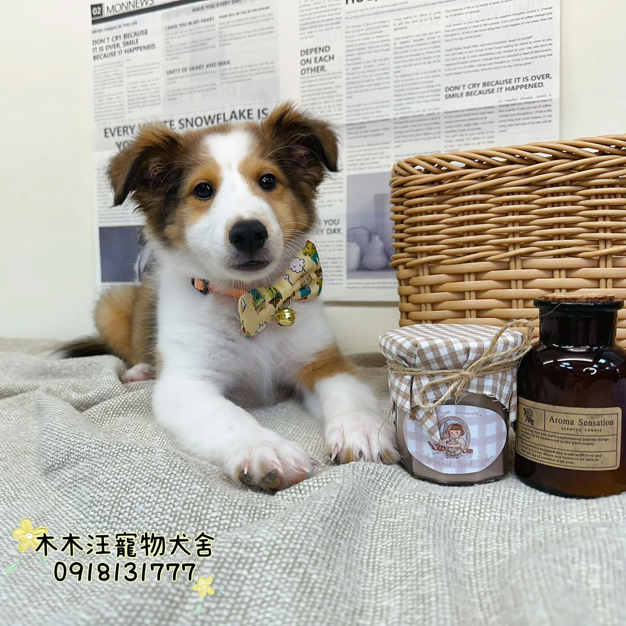 喜樂蒂(棕白色)