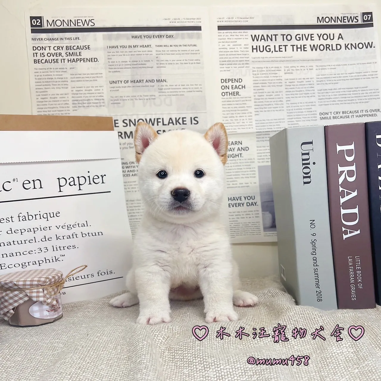 柴犬(白色)