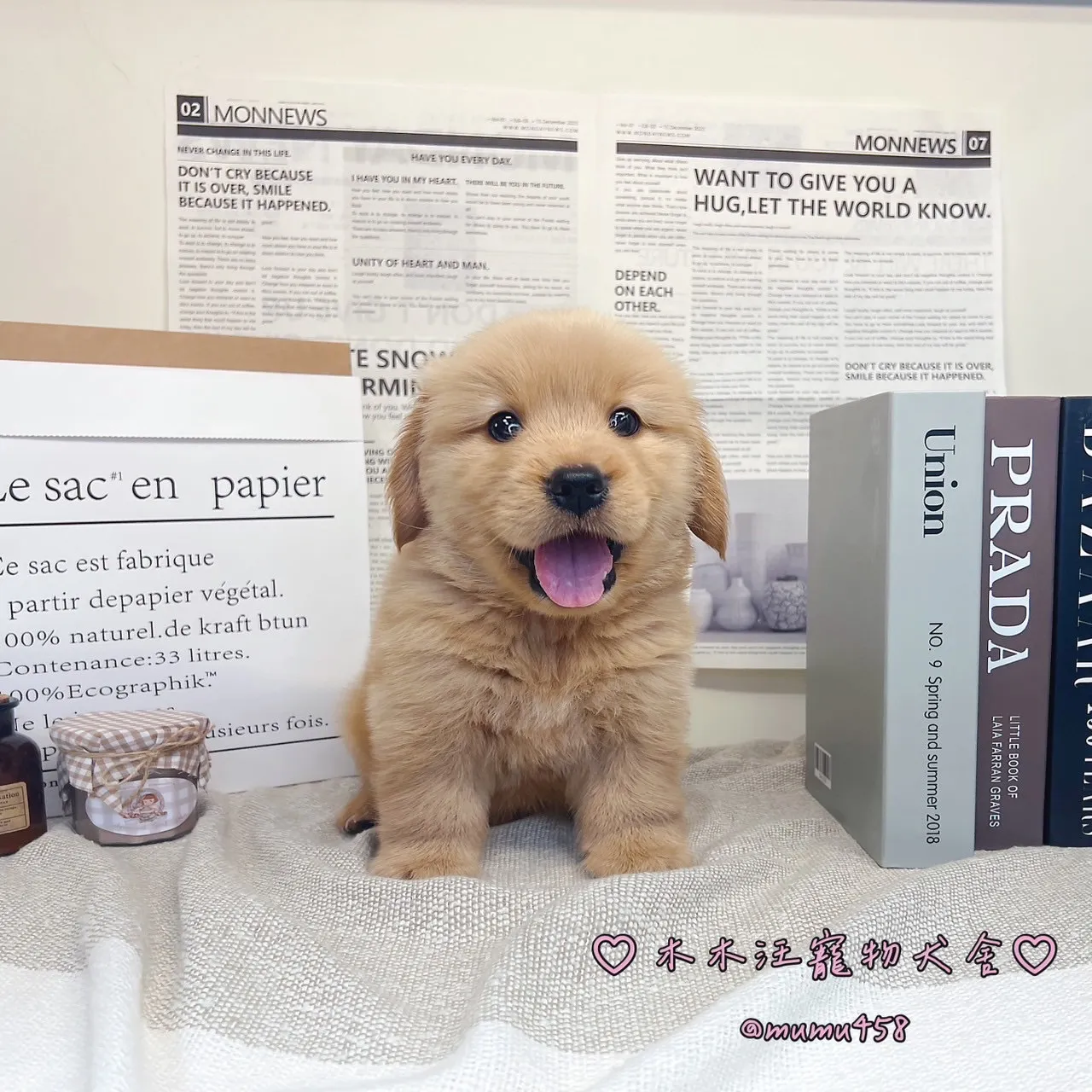 黃金獵犬(金黃色) - 01