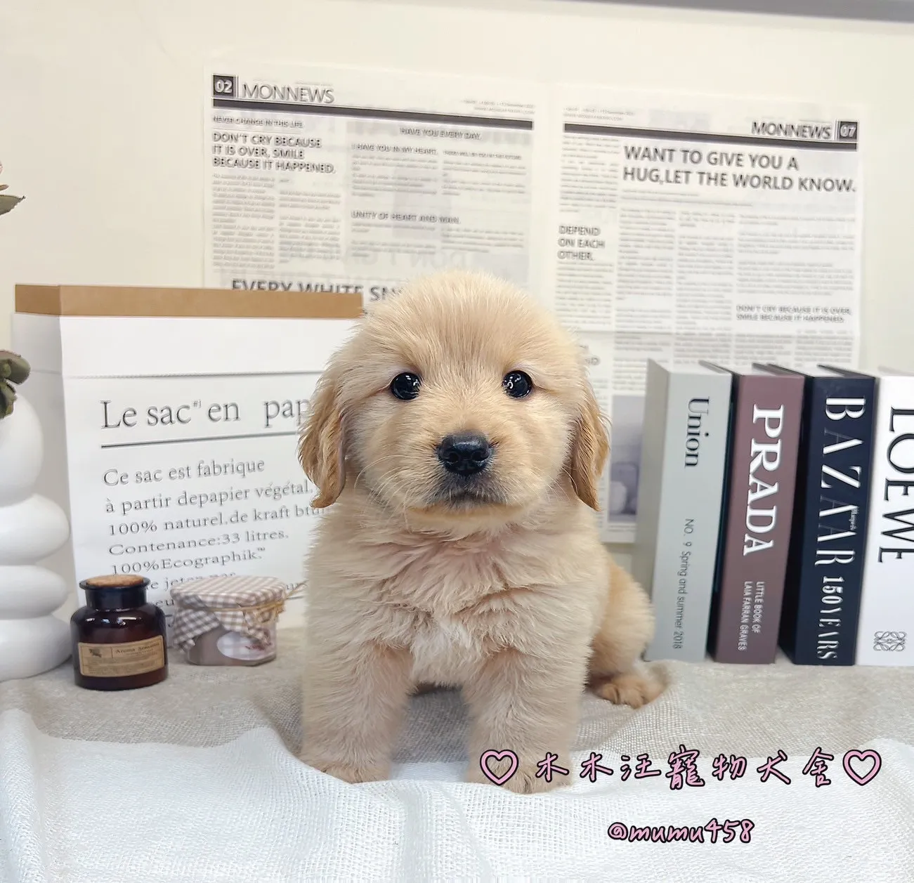 黃金獵犬(金黃色) - 02