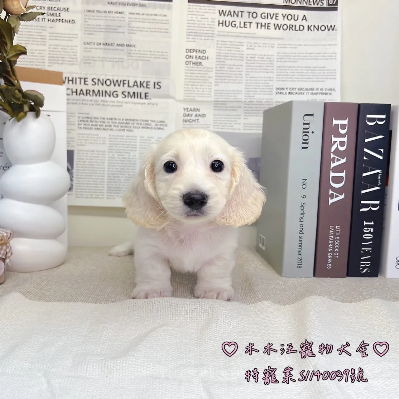 長毛臘腸犬(奶油色) - 01