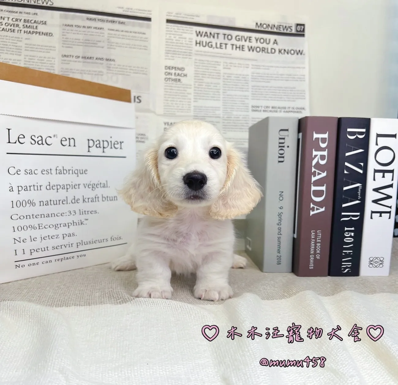 長毛臘腸犬(奶油色) - 02