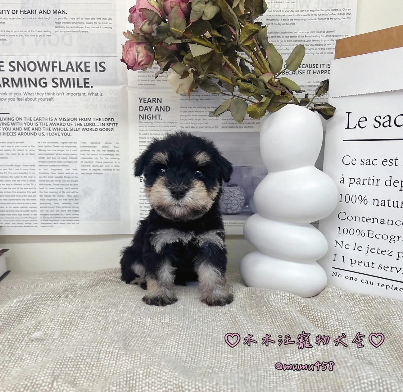 雪納瑞(黑白)