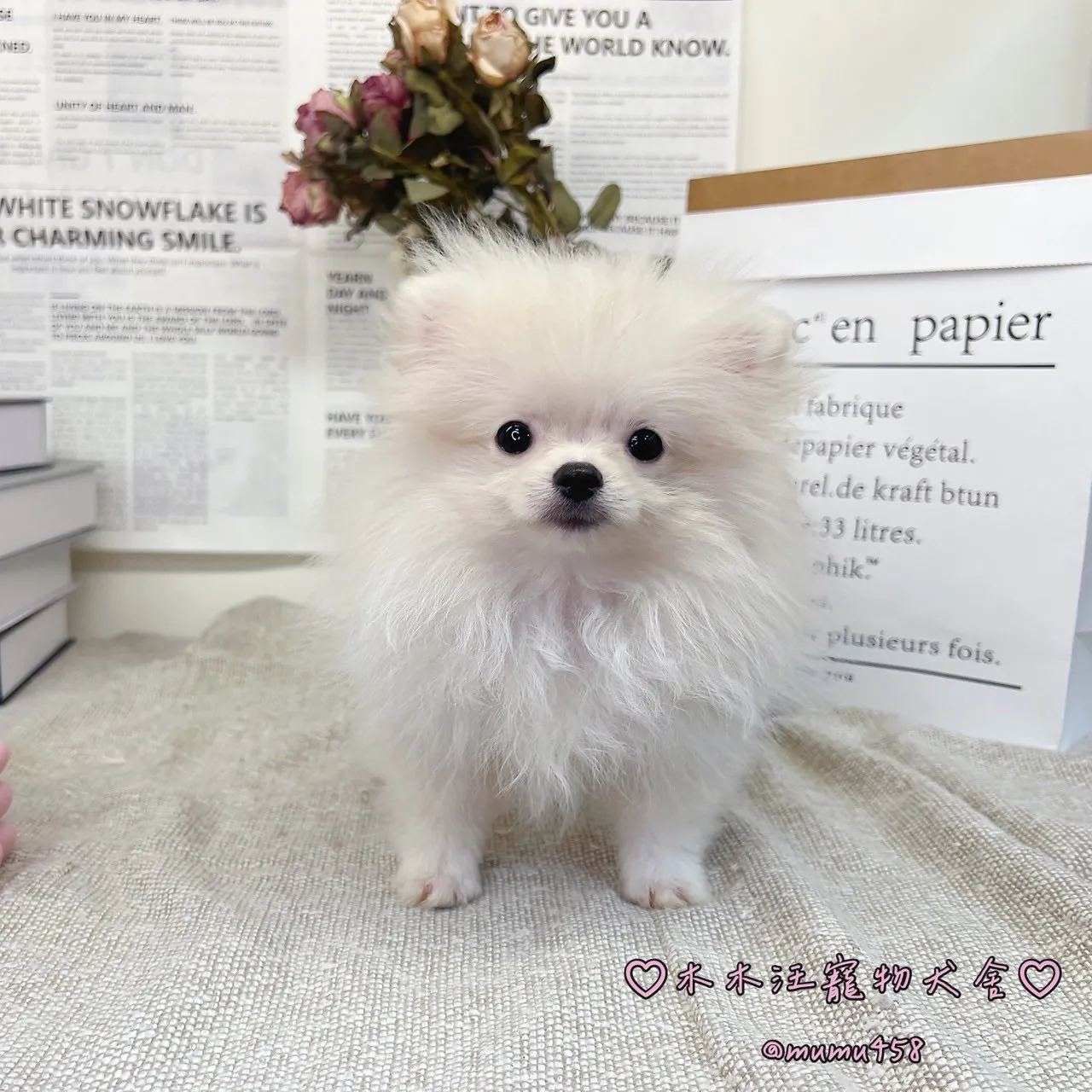 松鼠博美(白色)