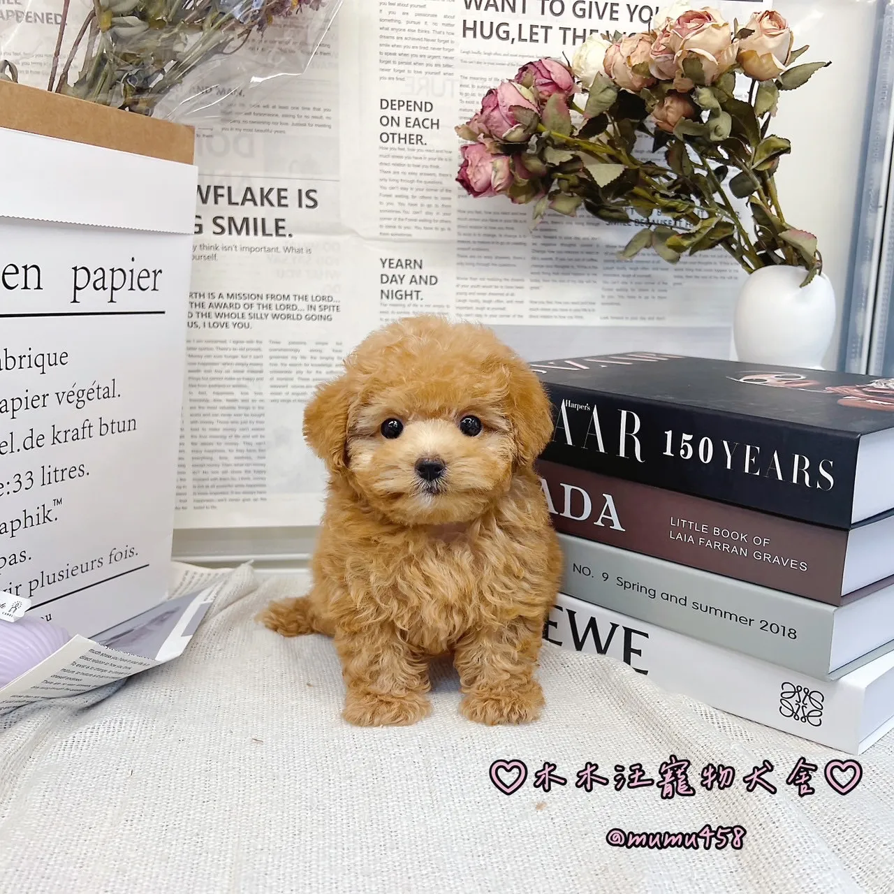02 貴賓犬(奶油色)