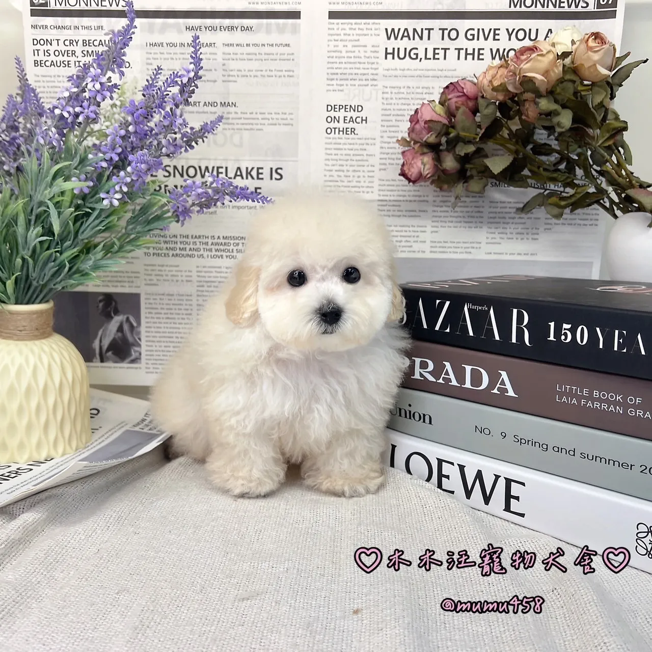 02 比熊犬(白色)