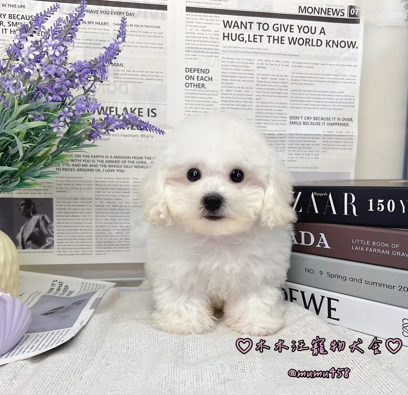 03 比熊犬(白色)