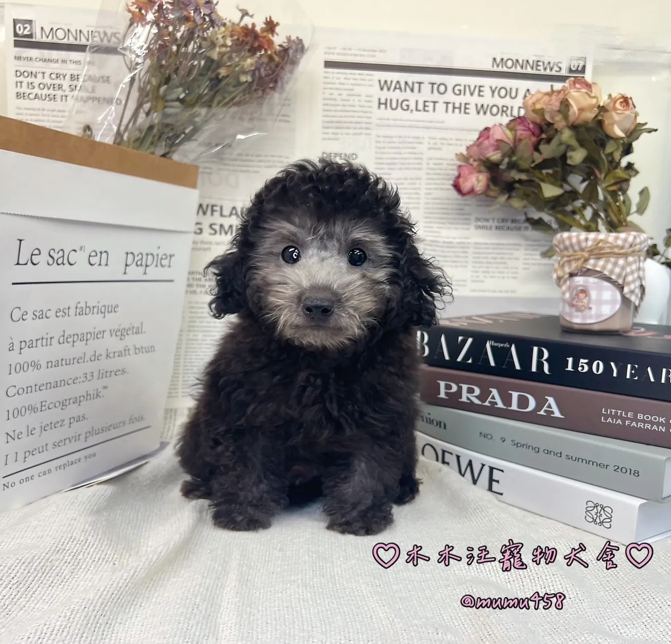 貴賓犬(灰色)