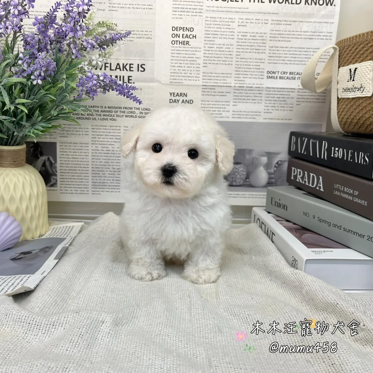06 比熊犬(白色)