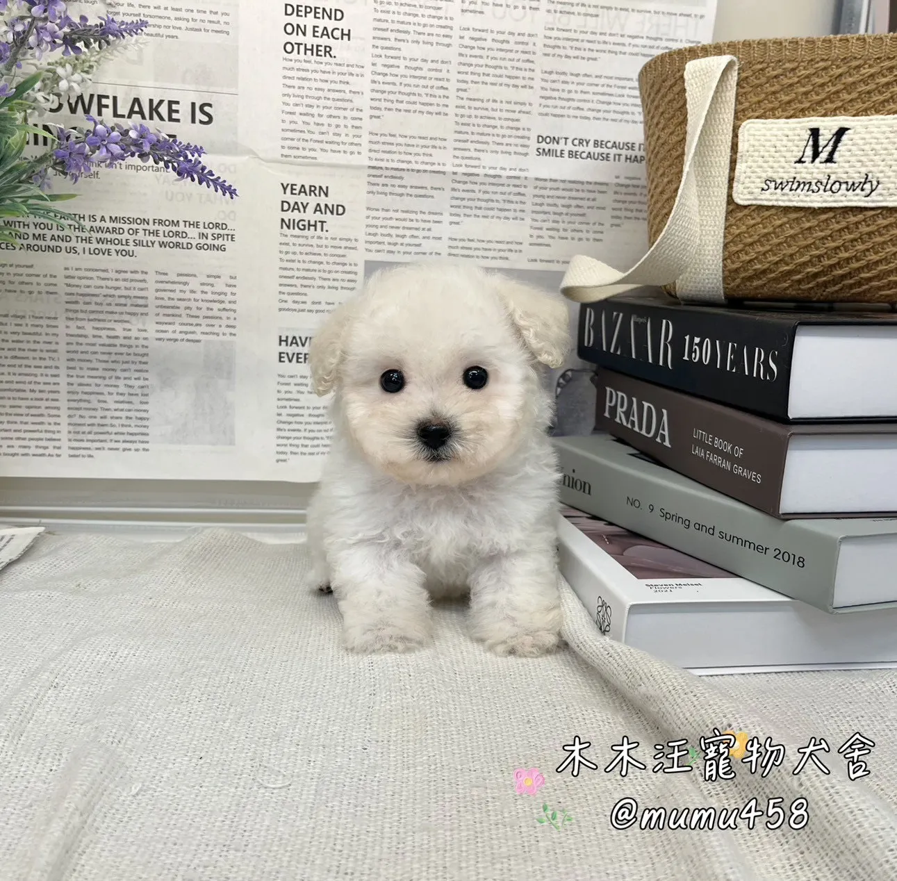 08 比熊犬(白色)