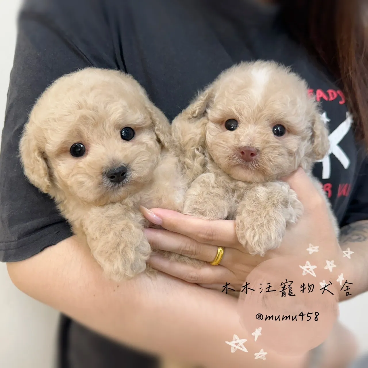 貴賓 (奶油杏色)