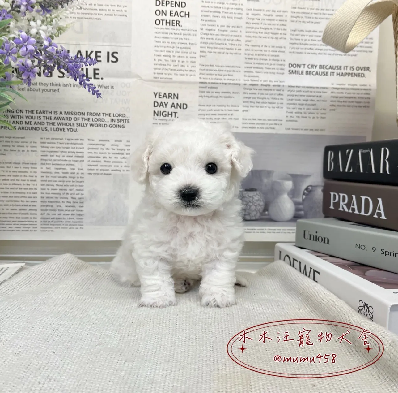 比熊犬(小體)