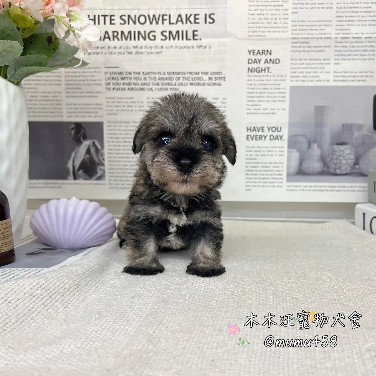 雪納瑞(胡椒)