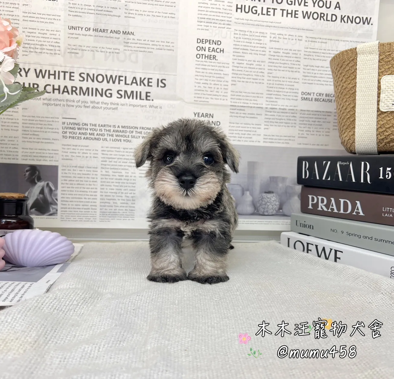 雪納瑞(胡椒)