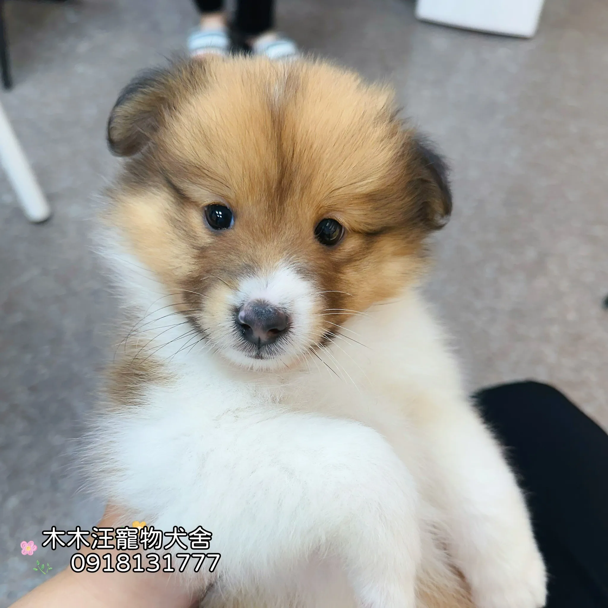 喜樂蒂牧羊犬(貂色)