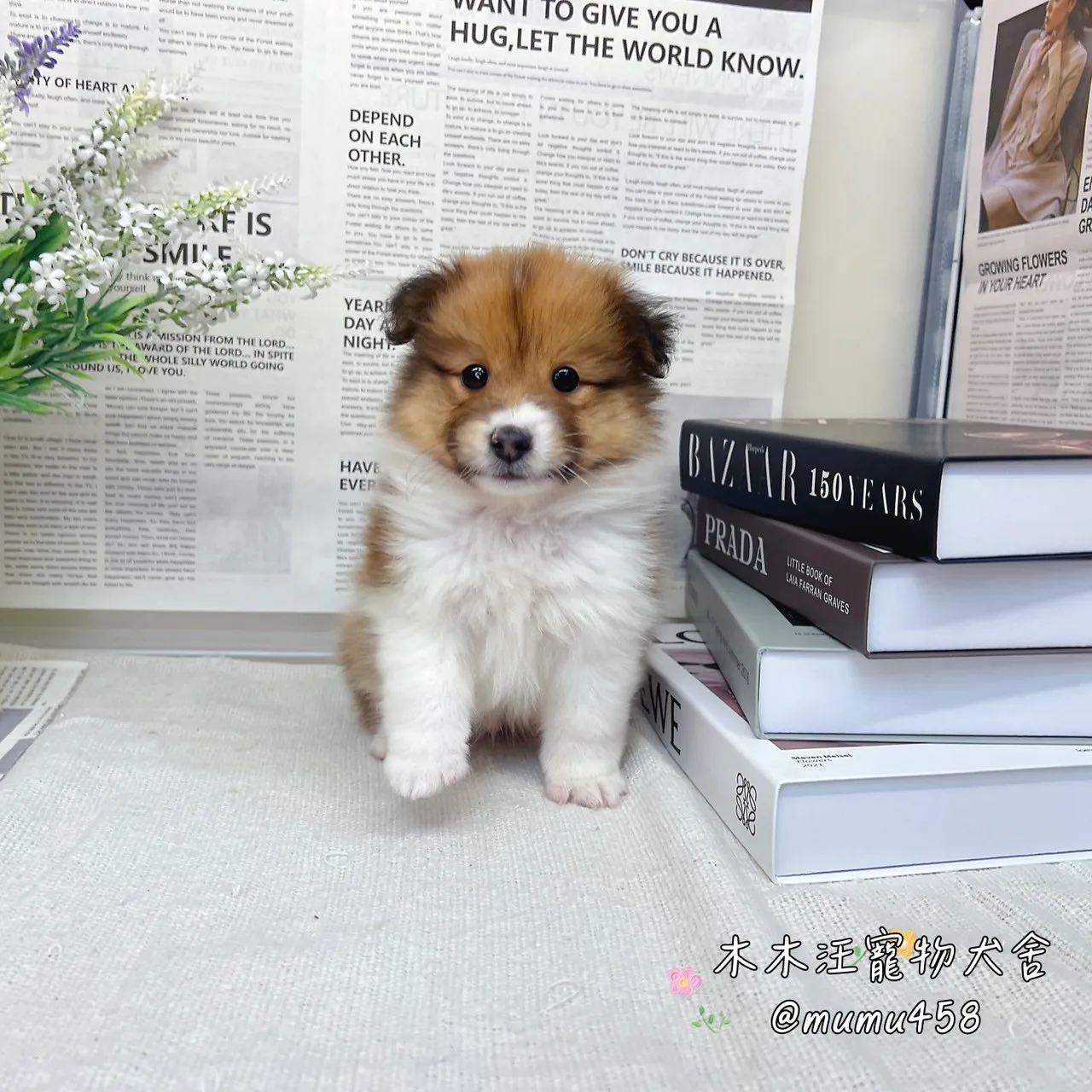 喜樂蒂牧羊犬(貂色)