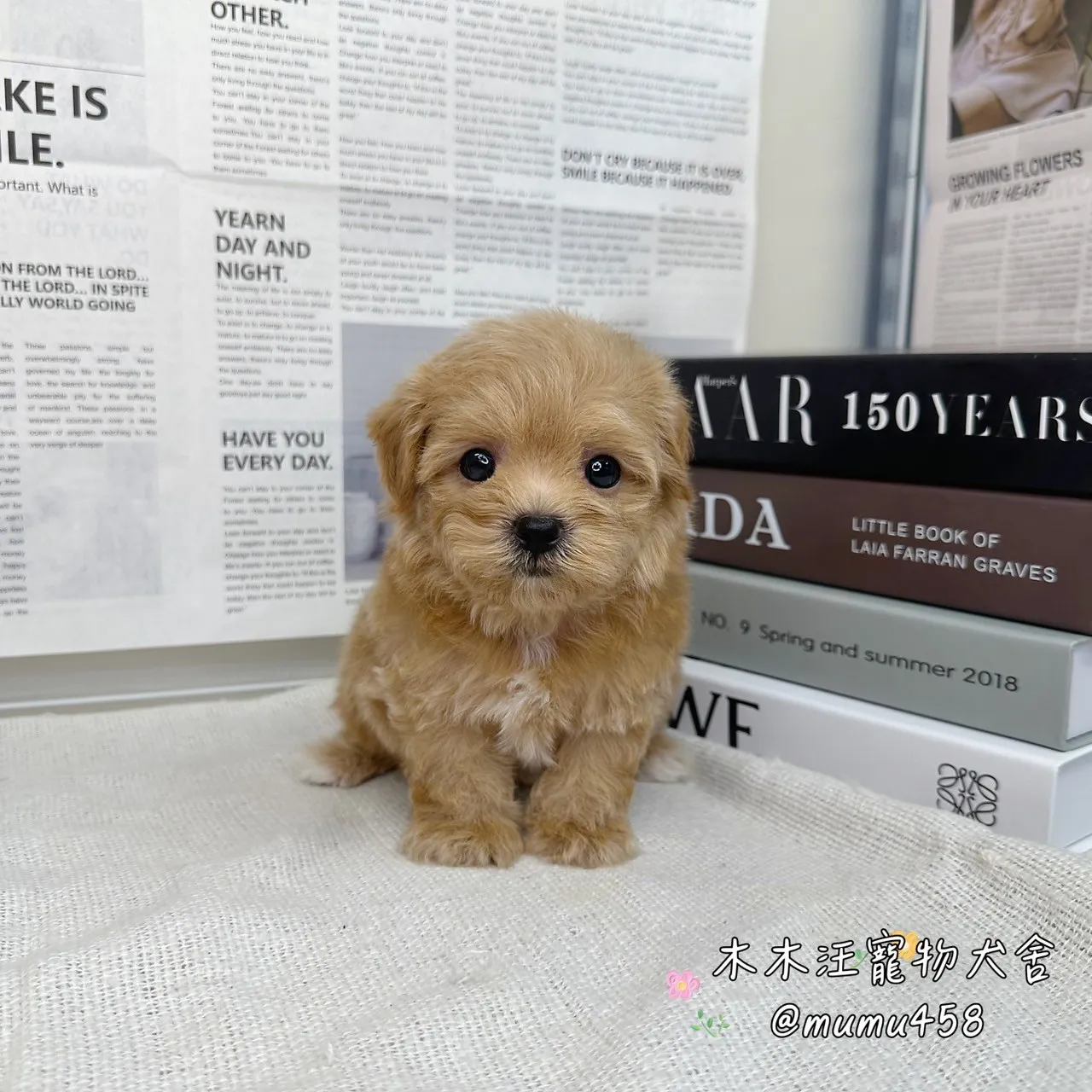 瑪爾泰迪(奶油)
