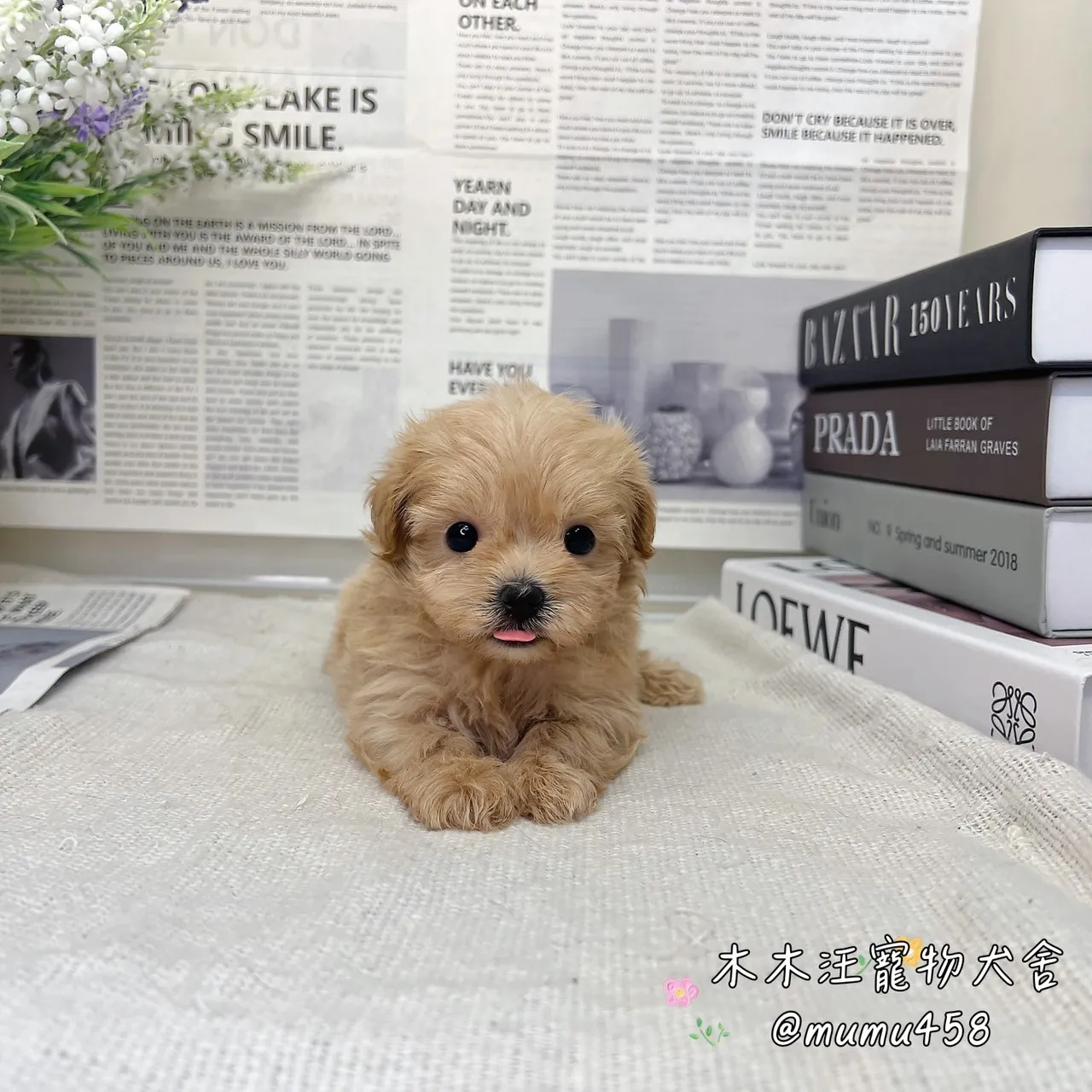 瑪爾泰迪(奶油)