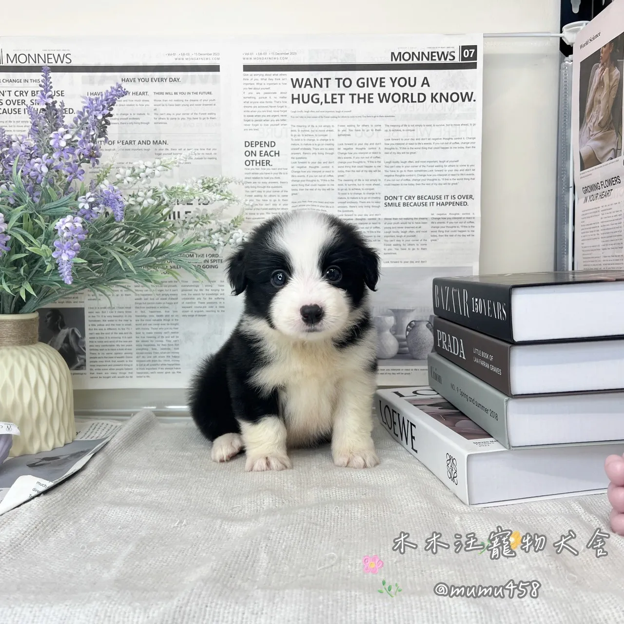 邊境牧羊犬