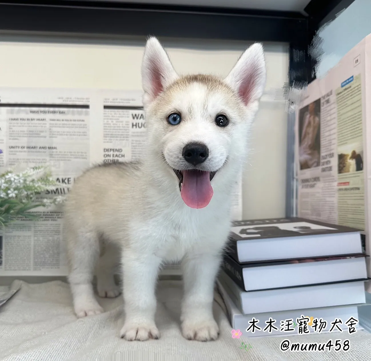 西伯利亞哈士奇