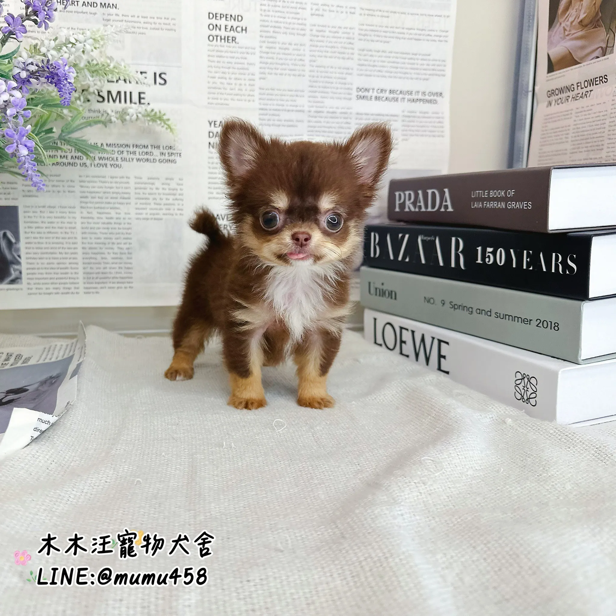 長毛吉娃娃(巧克力)
