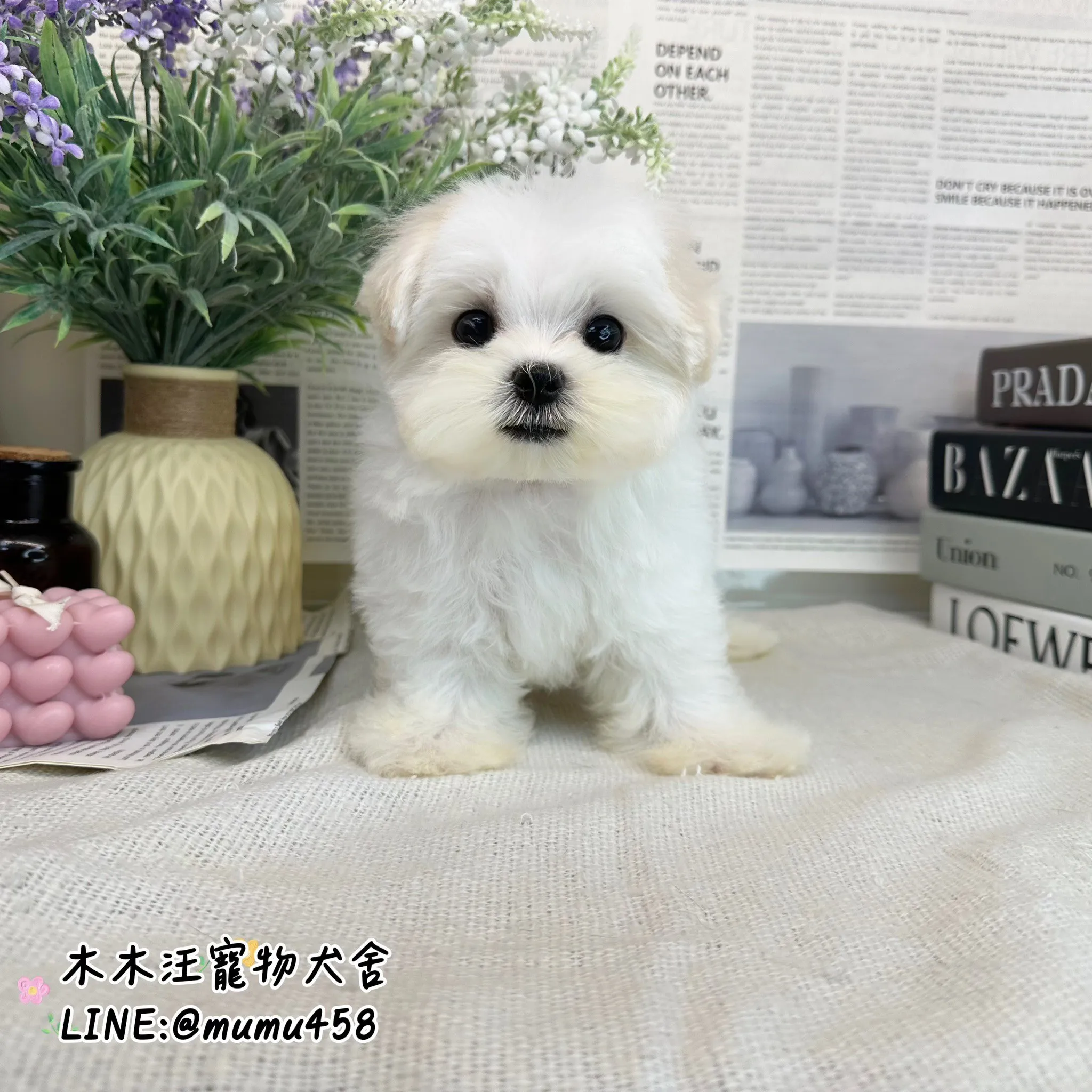 瑪爾濟斯