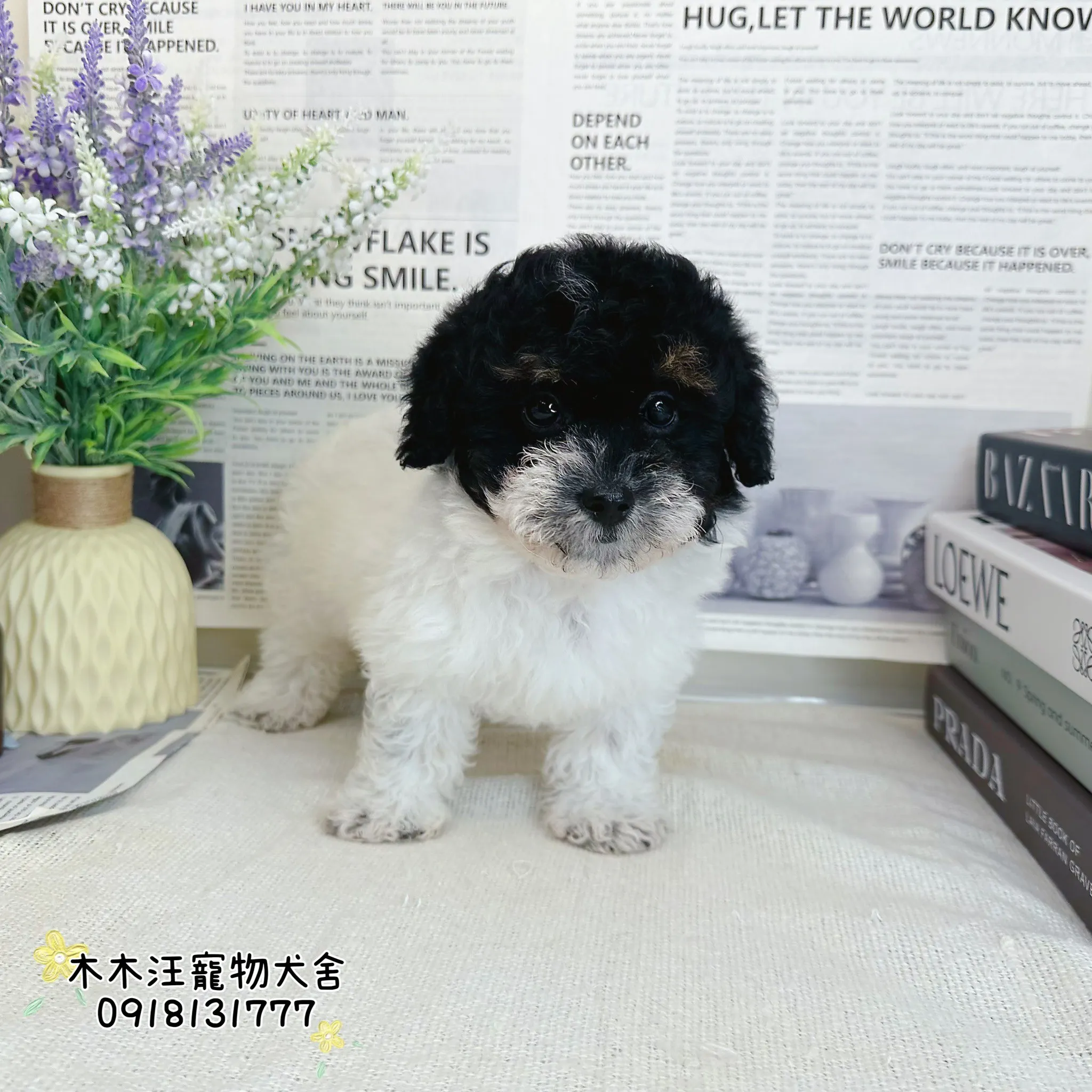 貴賓犬 (黑白花)