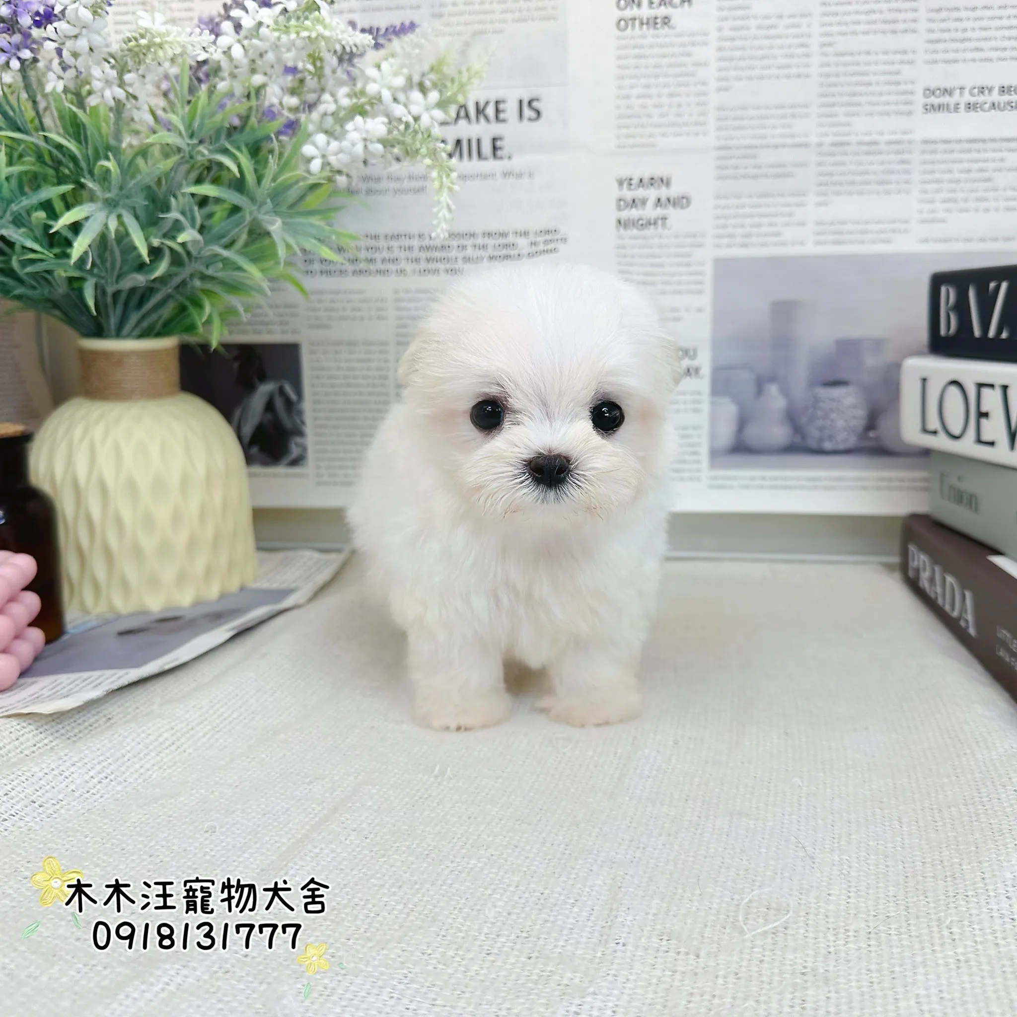 迷你型瑪爾濟斯