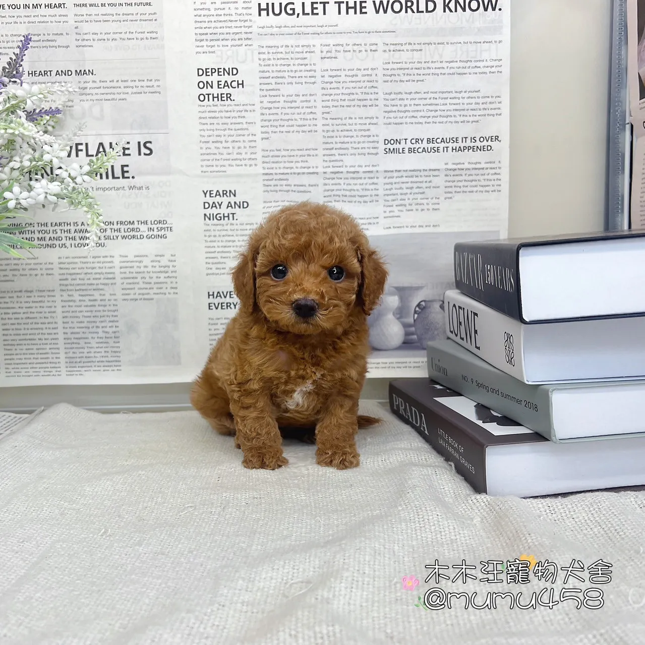 貴賓犬(紅色)