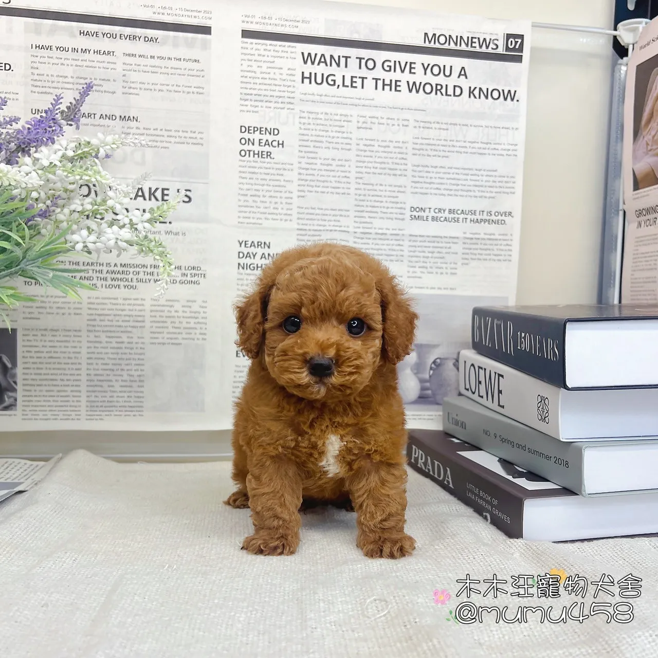 貴賓犬(紅色)
