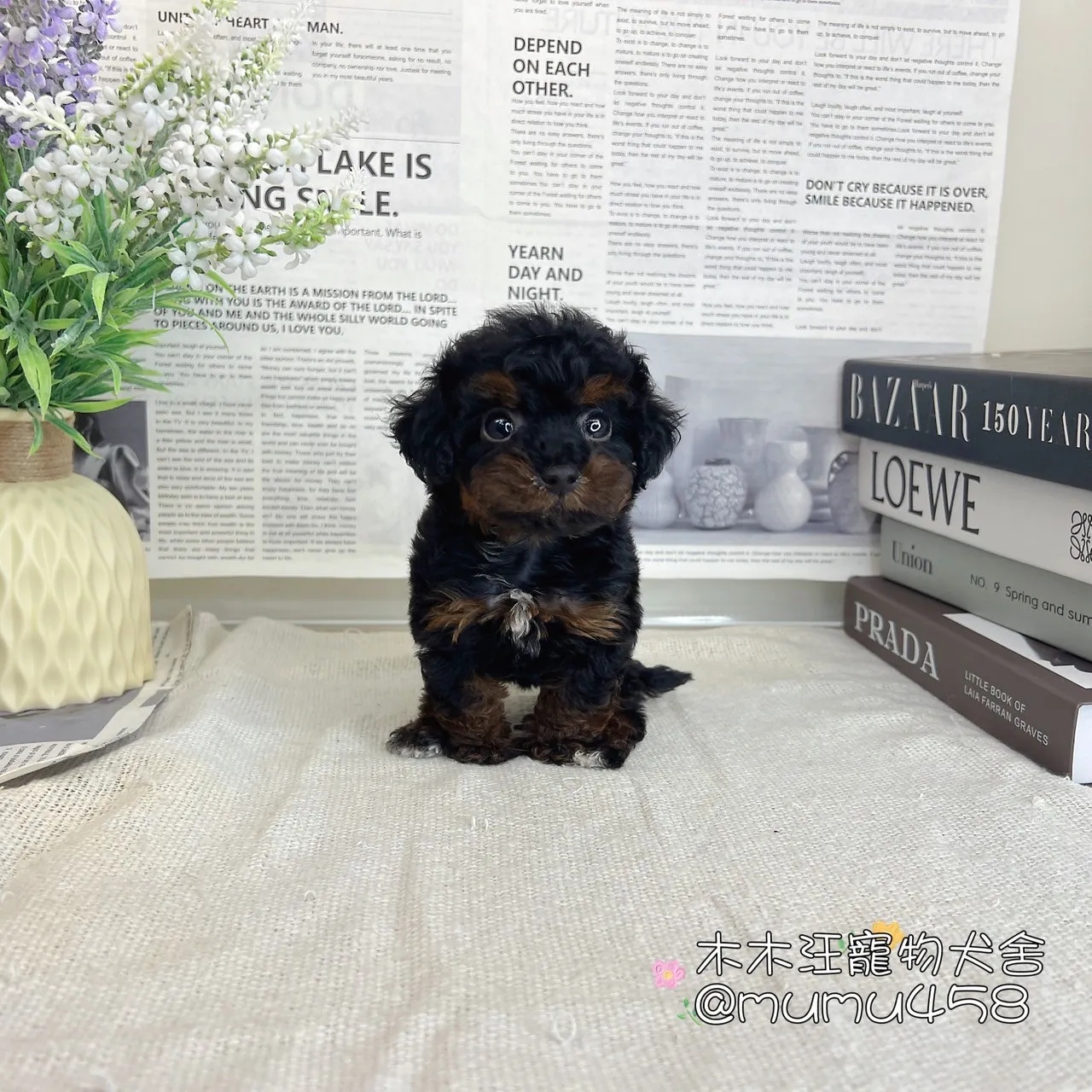 玩具茶杯貴賓犬(黑包金色)
