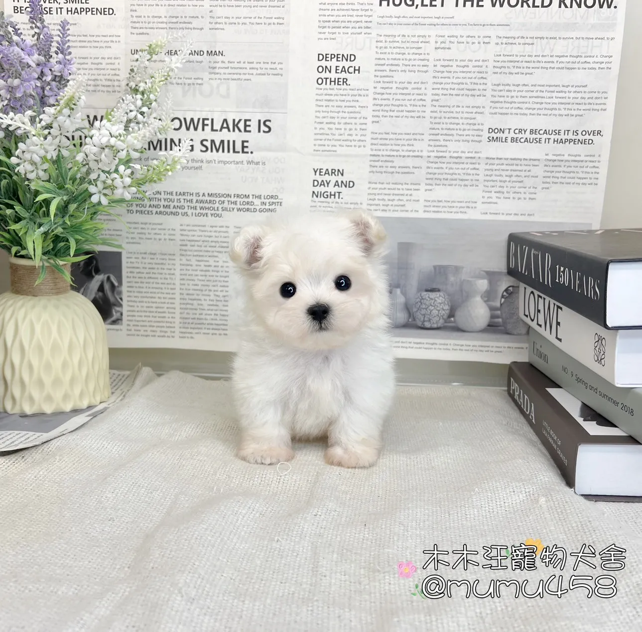 迷你型瑪爾濟斯
