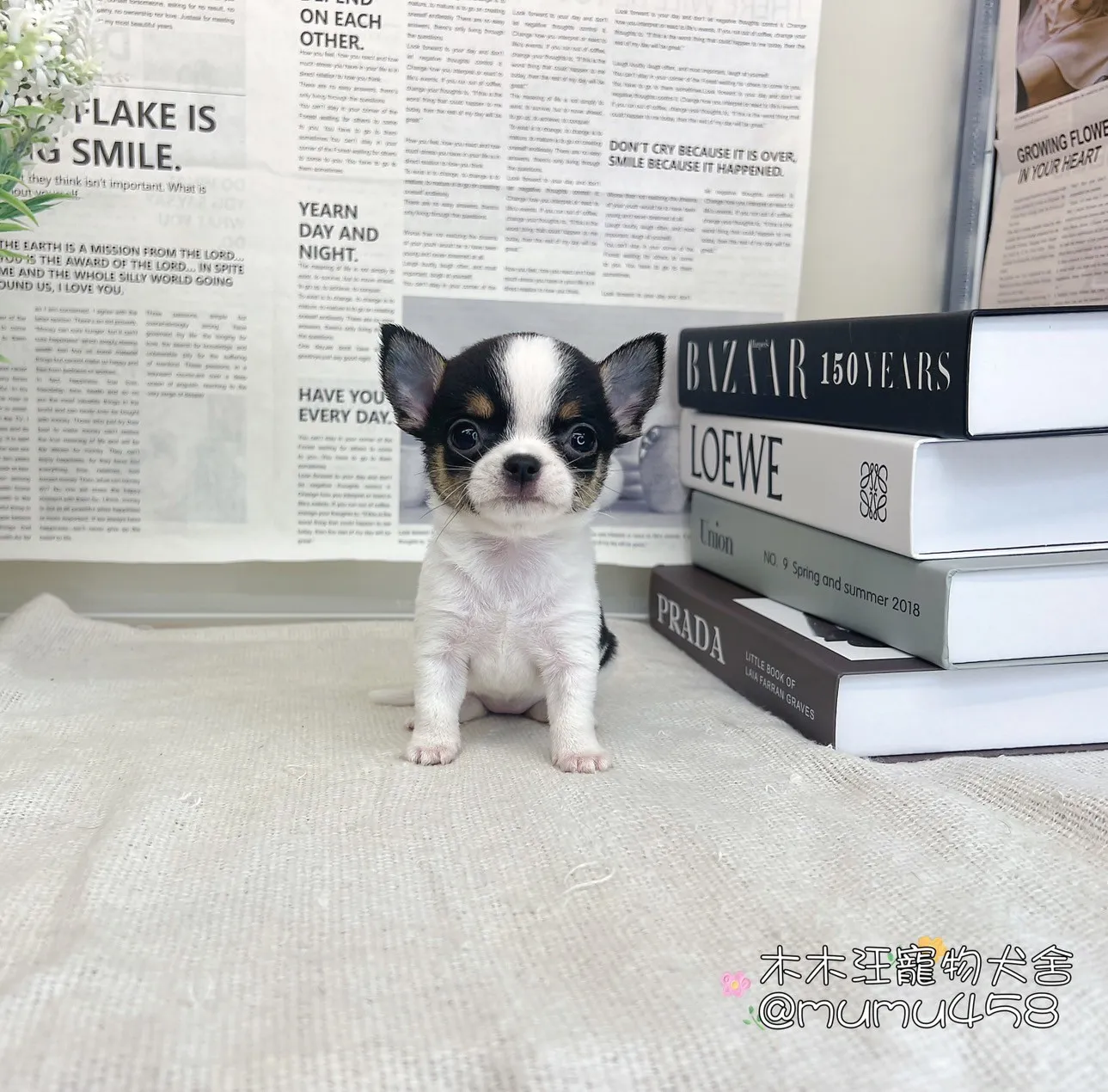短毛吉娃娃