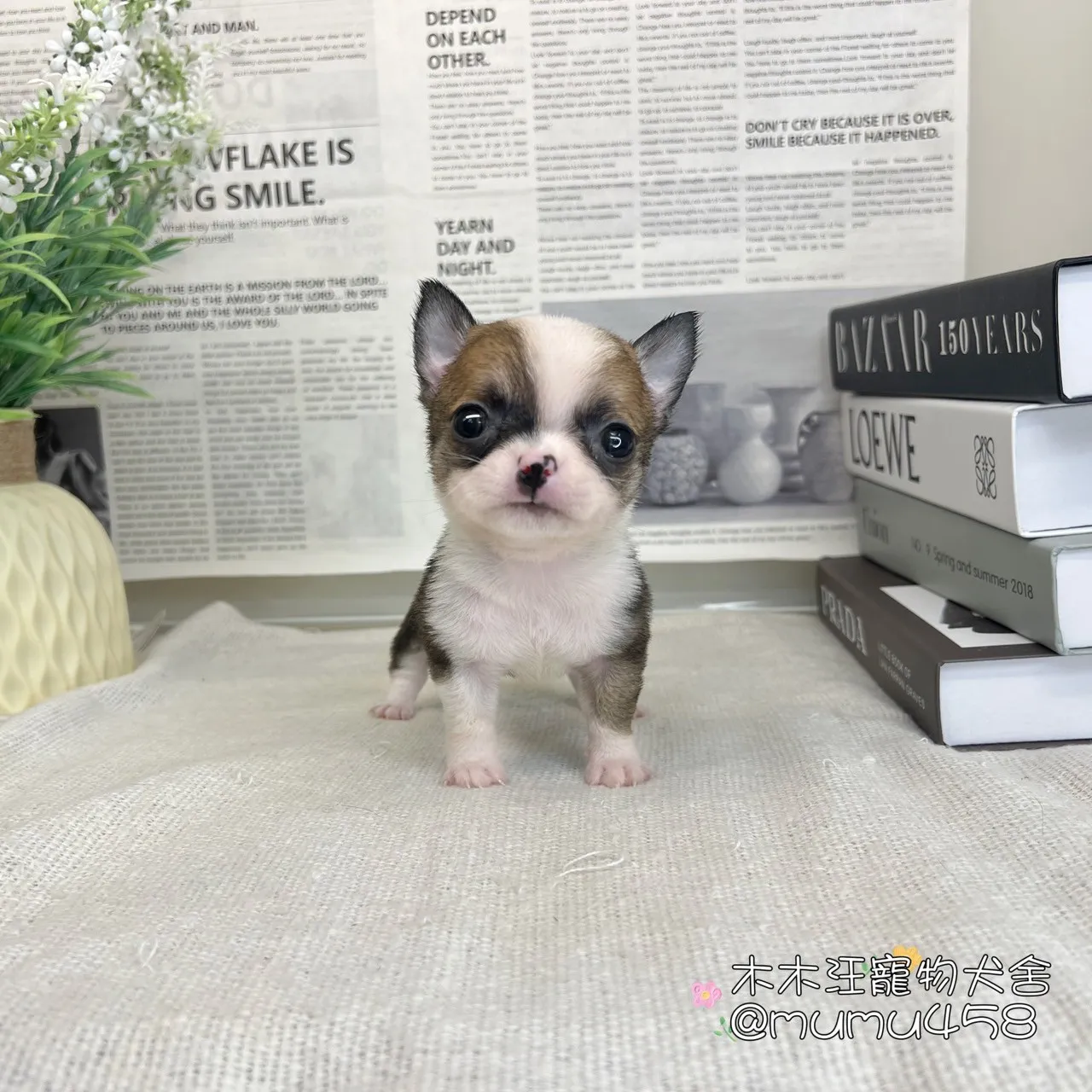 短毛吉娃娃