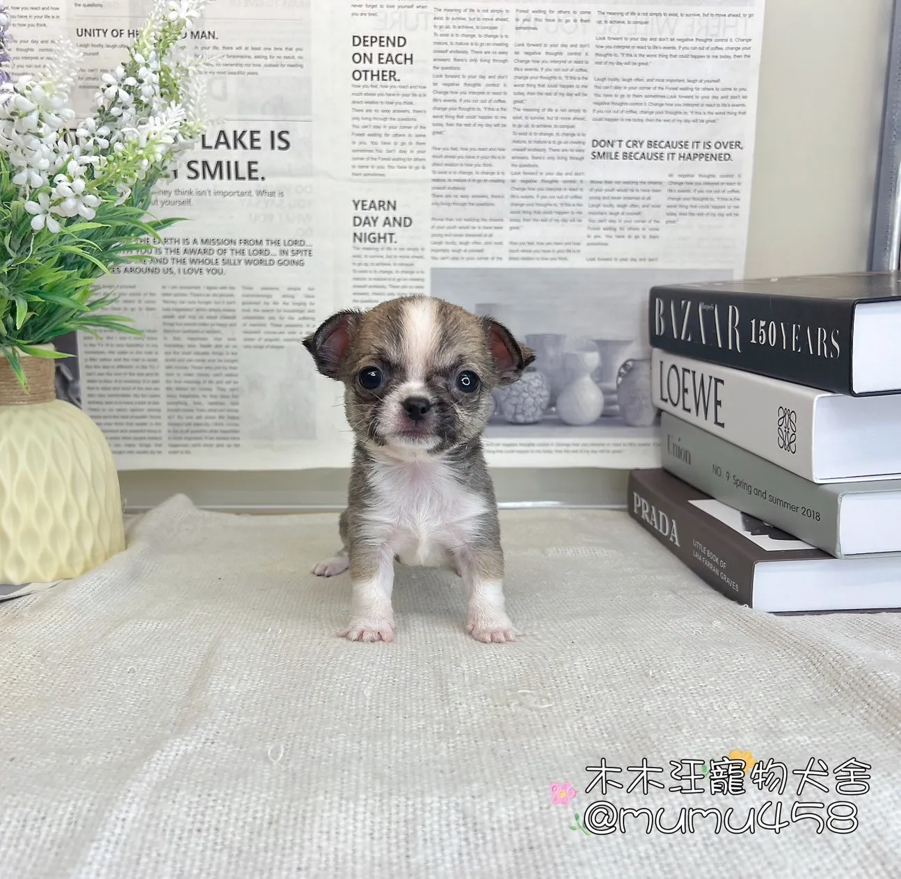 短毛吉娃娃