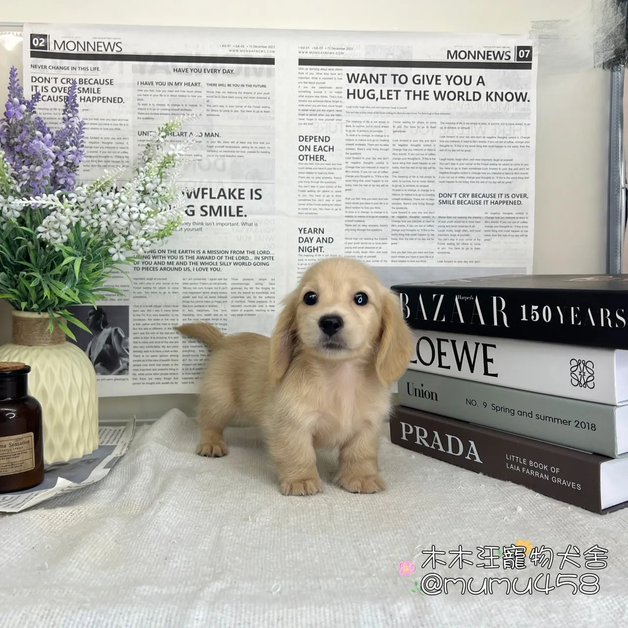 奶油長毛臘腸
