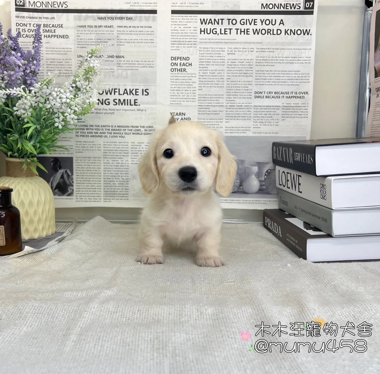 奶油長毛臘腸