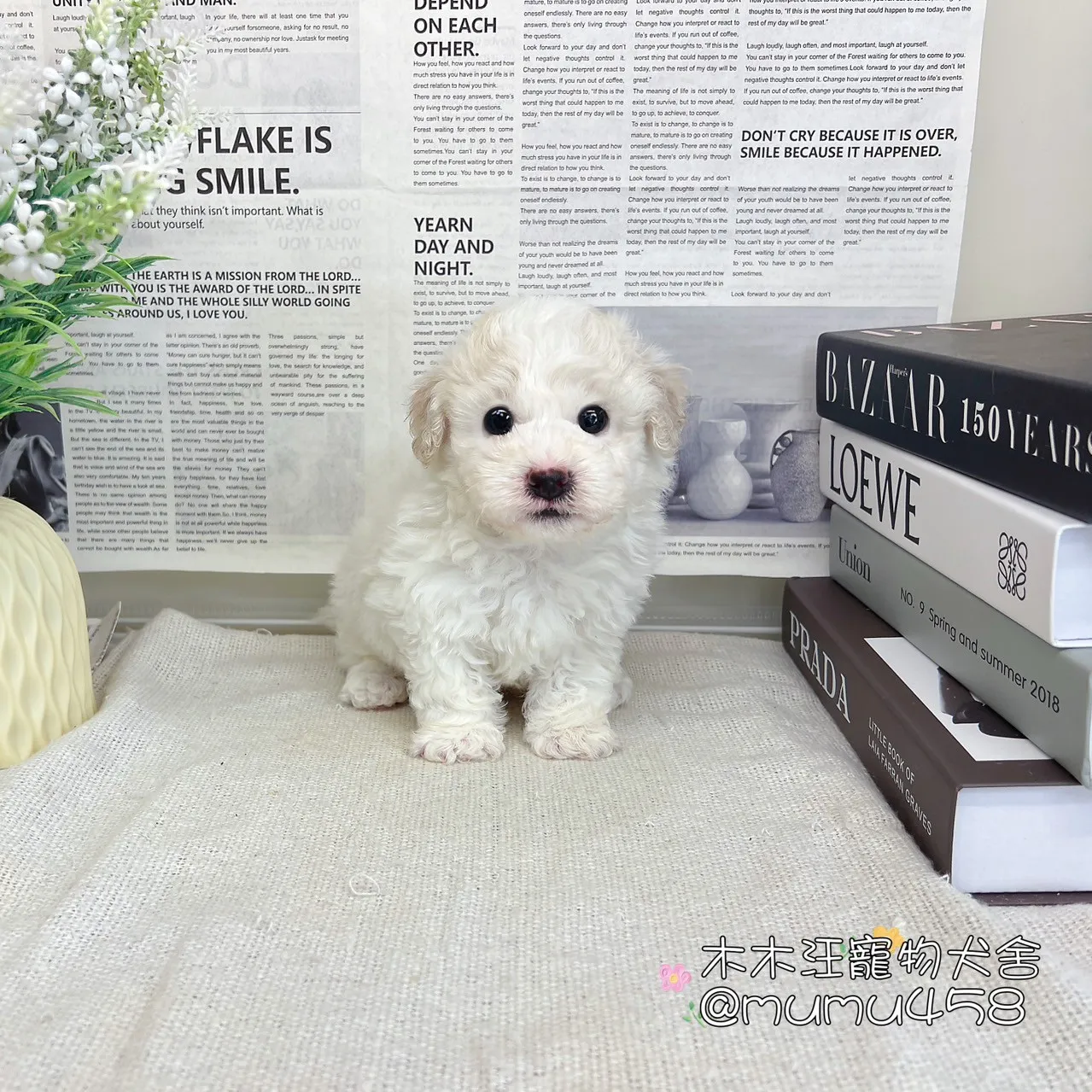 比熊犬