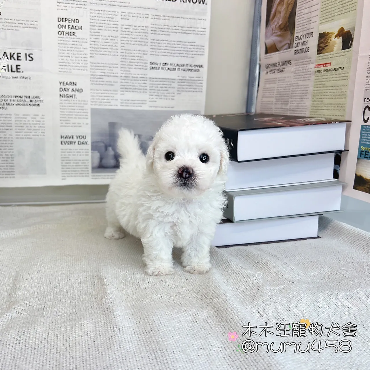 比熊犬