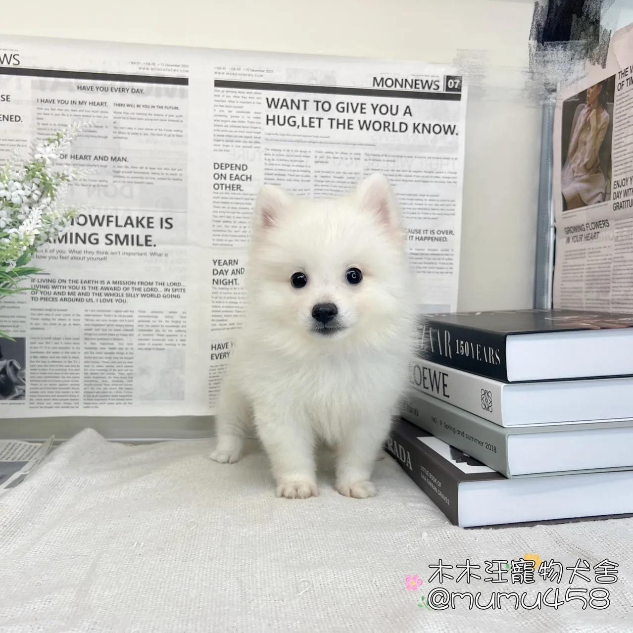 狐狸犬