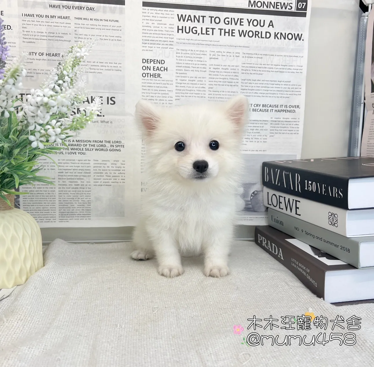 狐狸犬