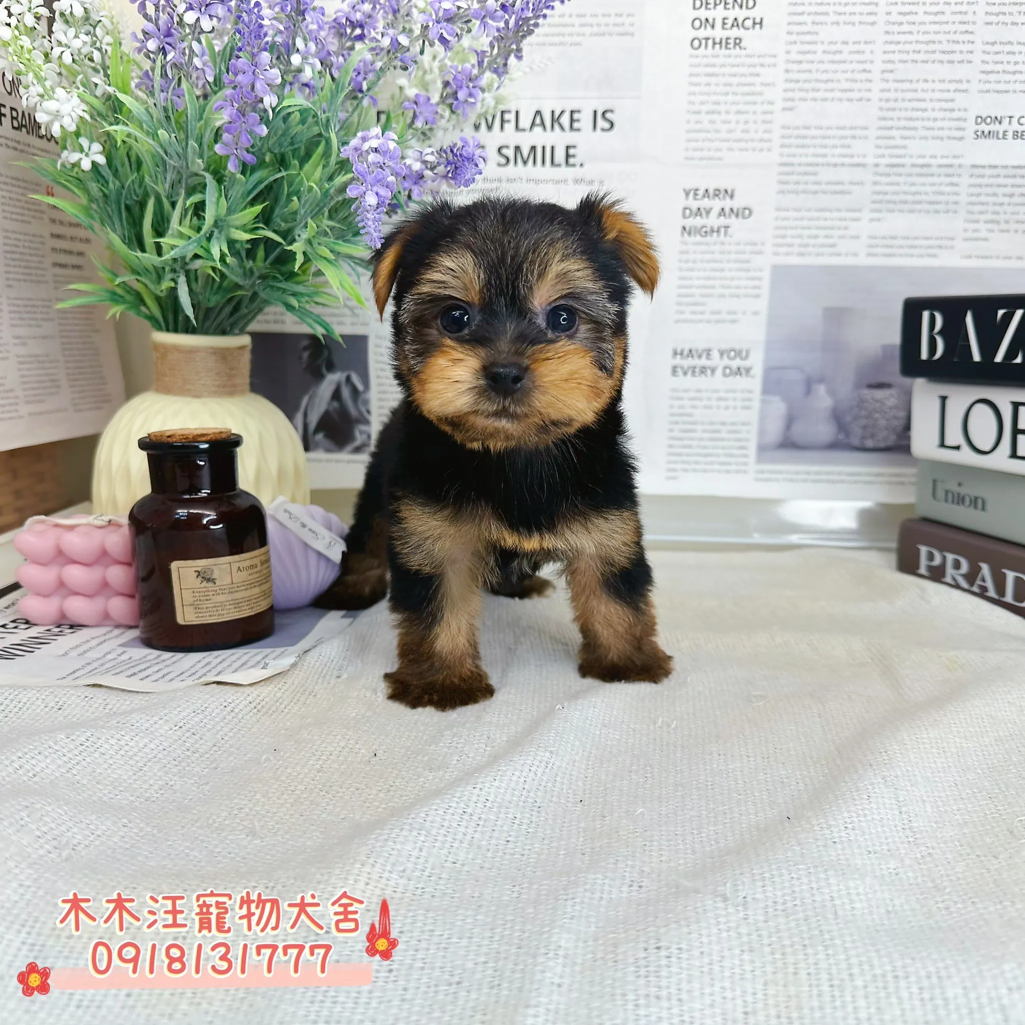 約克夏