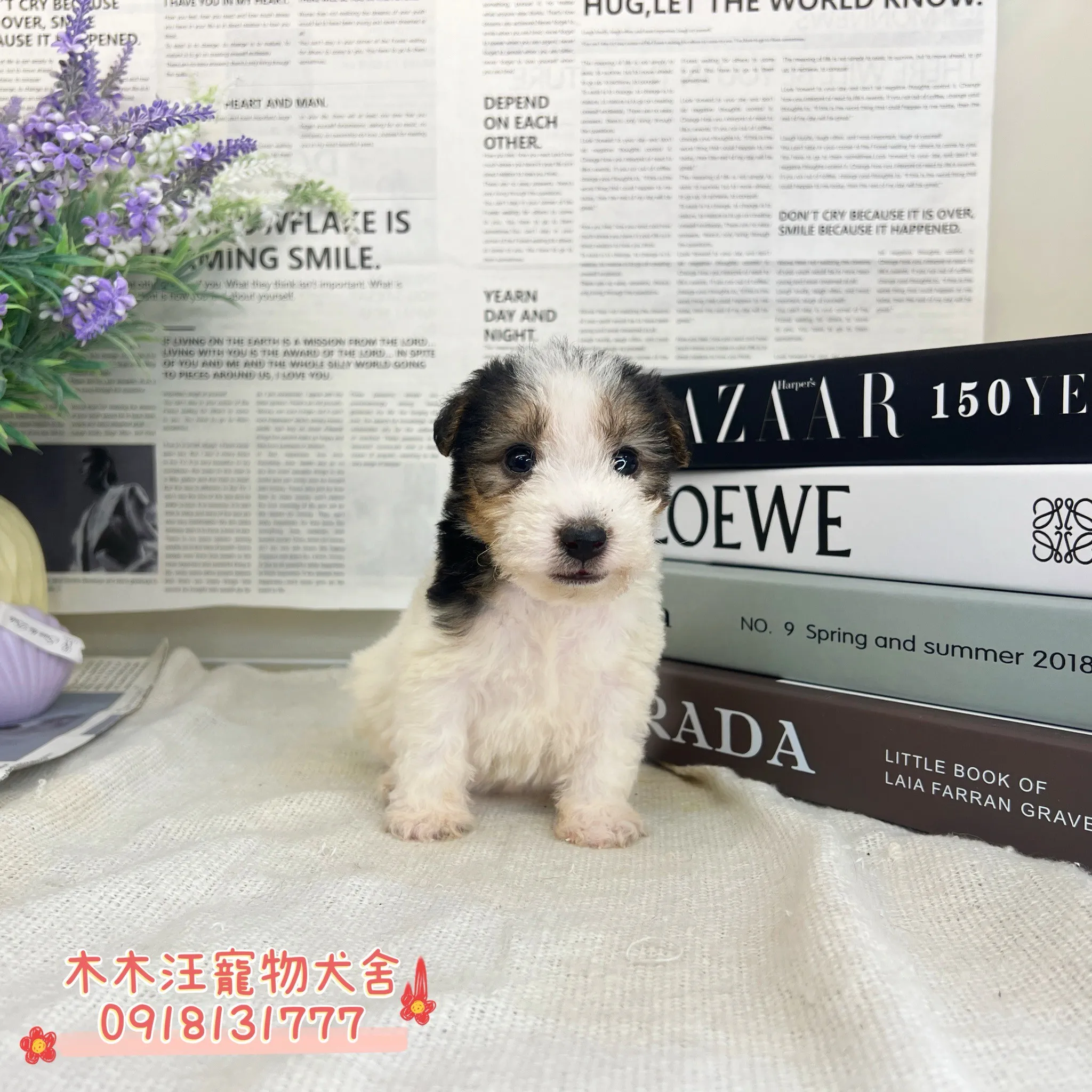 剛毛獵狐梗(懷亞鐵利亞)