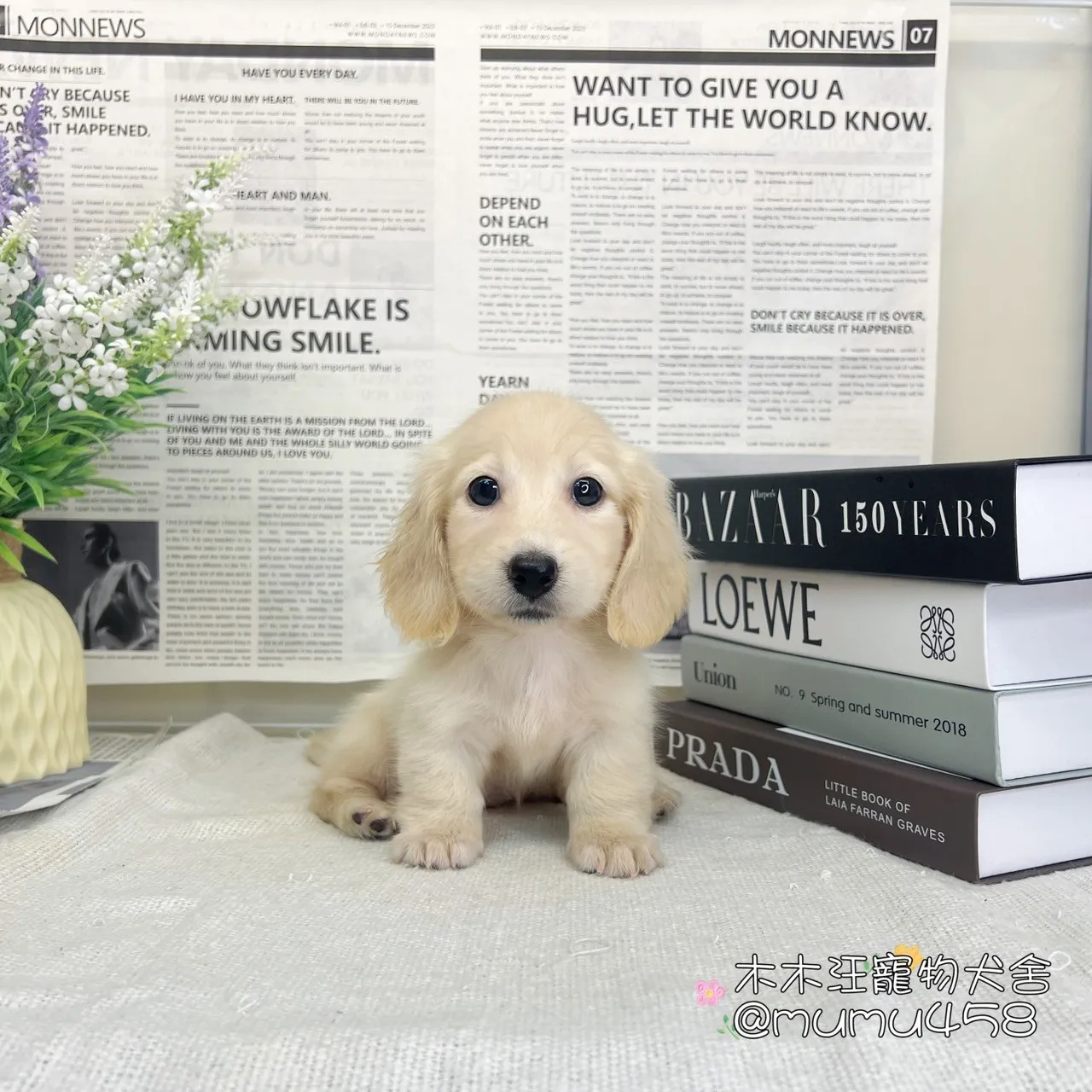 奶油長毛臘腸