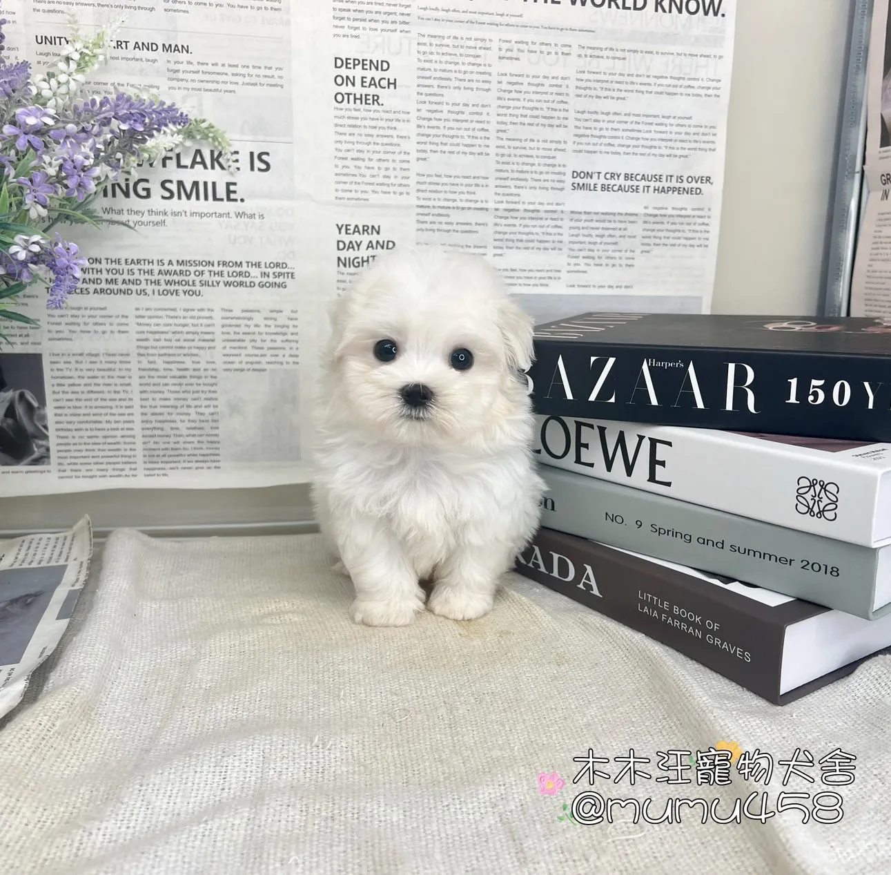 瑪爾濟斯