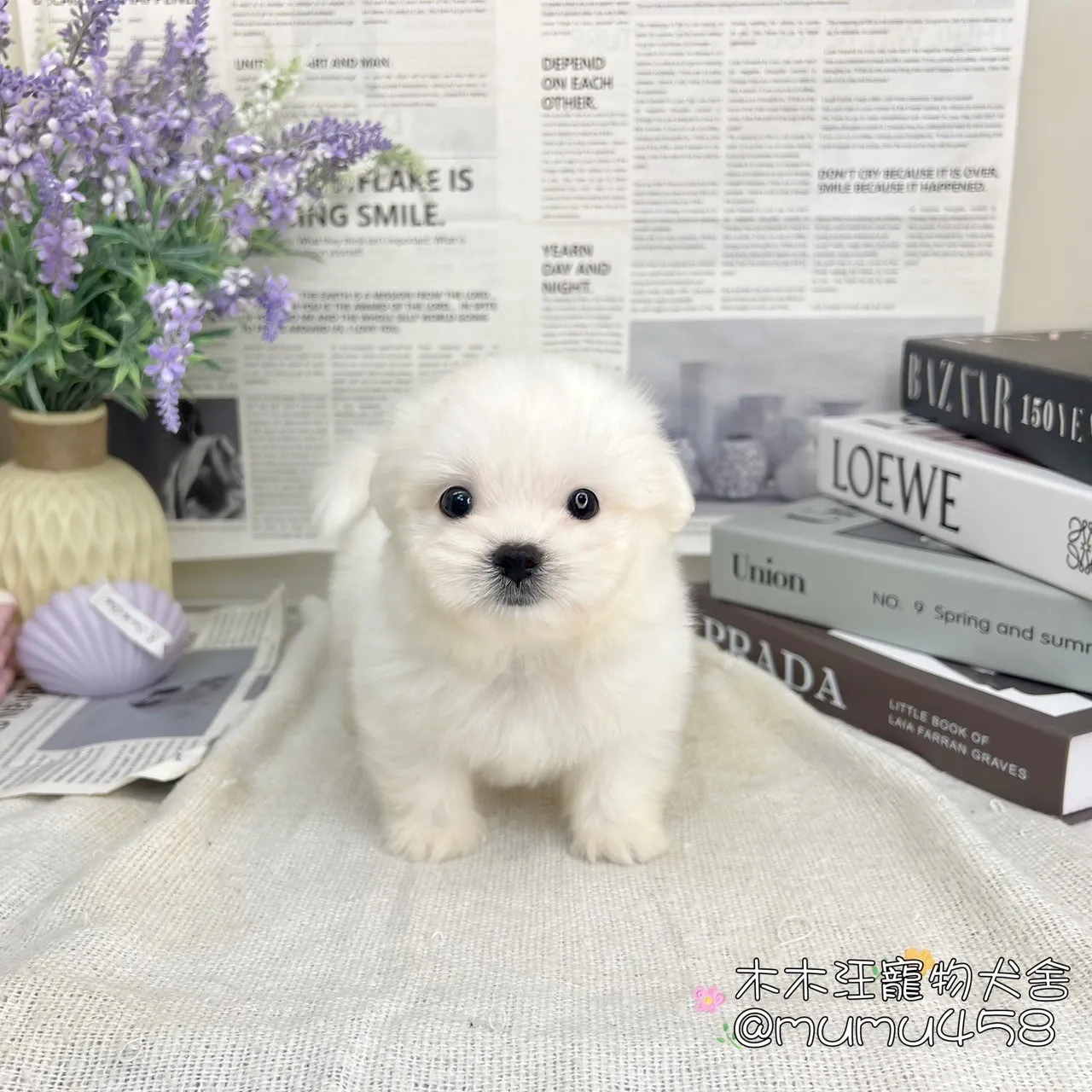 瑪爾濟斯