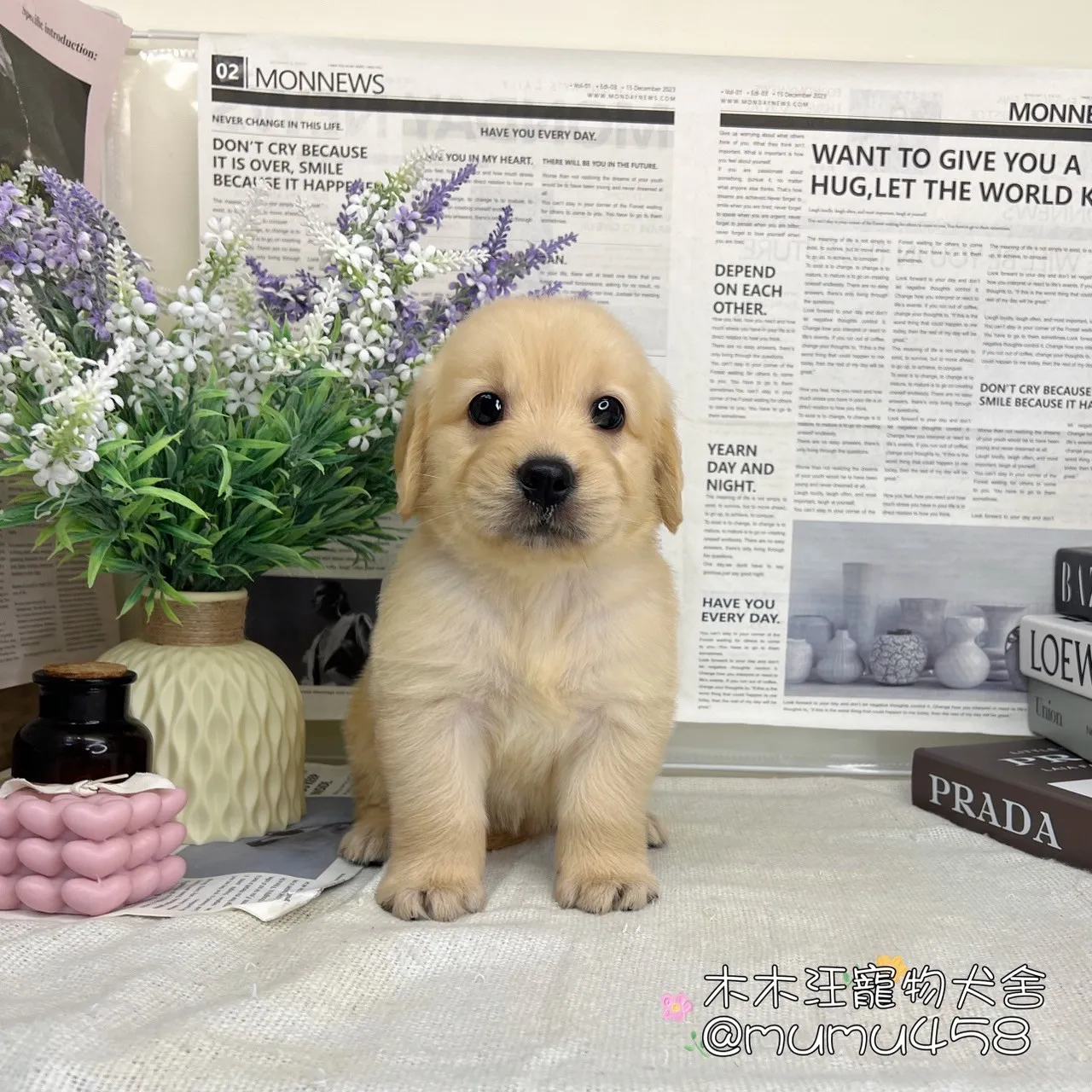 黃金獵犬