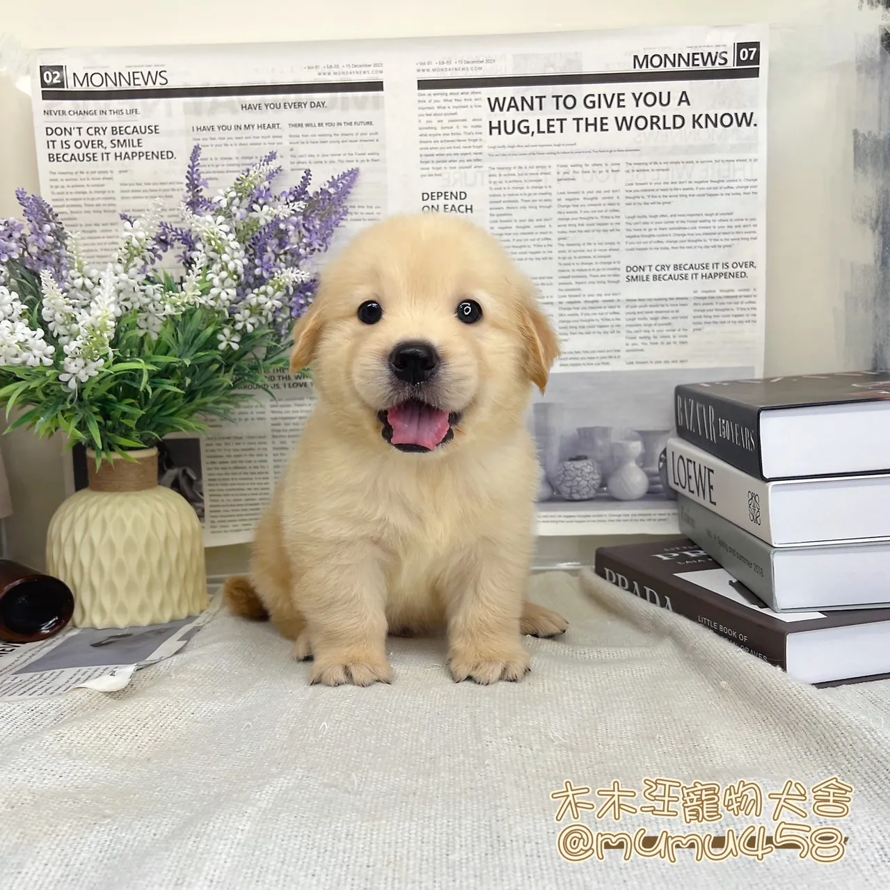 黃金獵犬