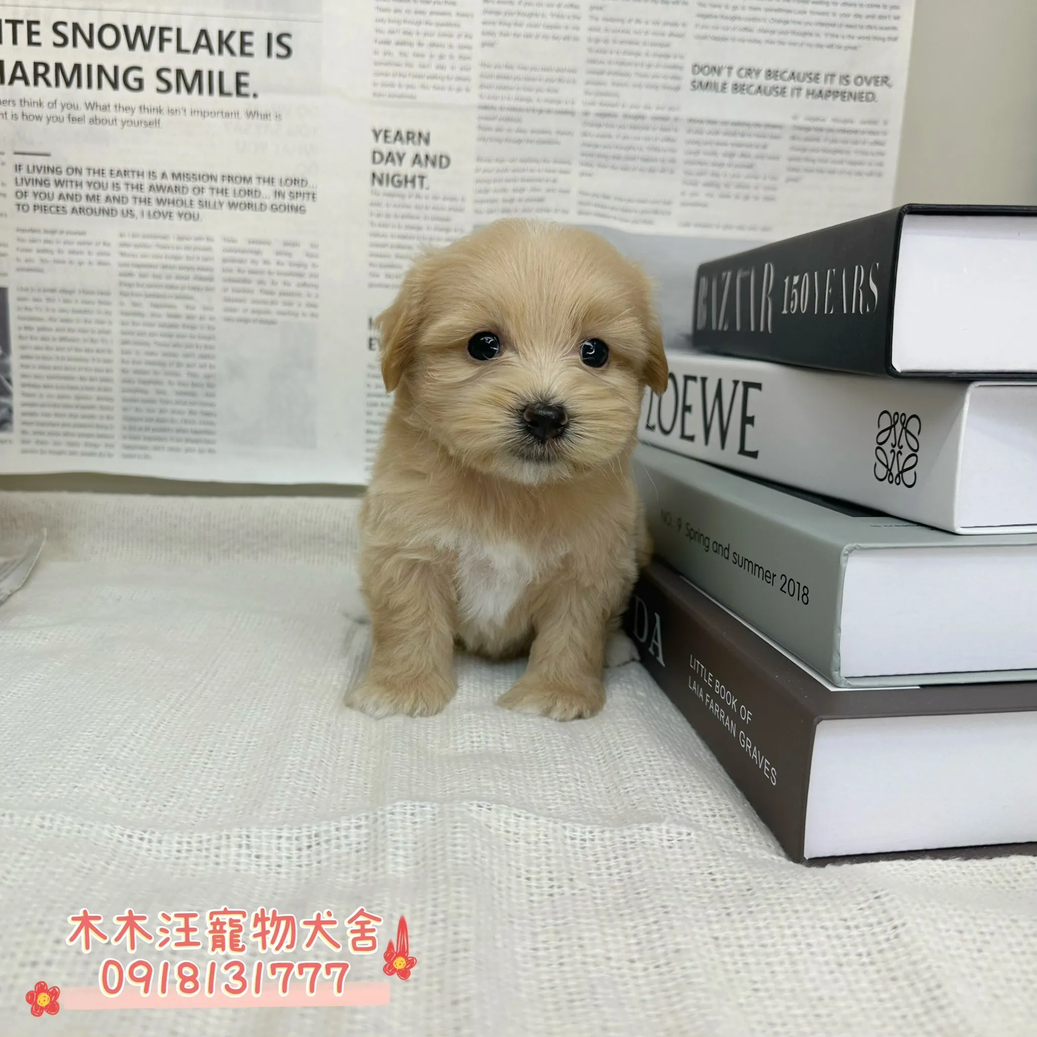 瑪爾泰迪(奶油)