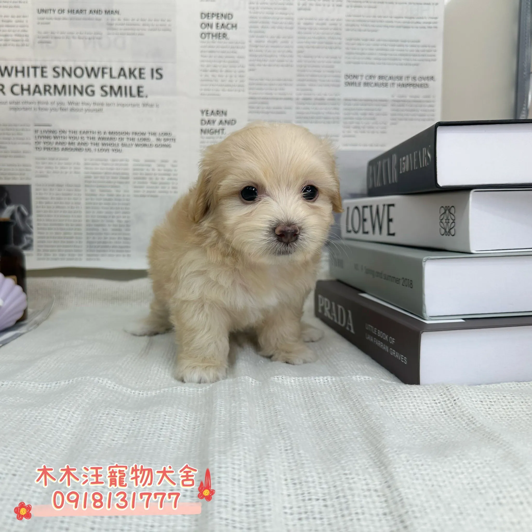 瑪爾泰迪(奶油)